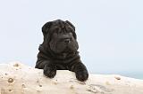 SHAR-PEI 512